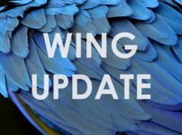 アフィンガー5-update